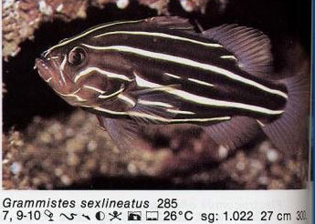Grammistes sexlineatus